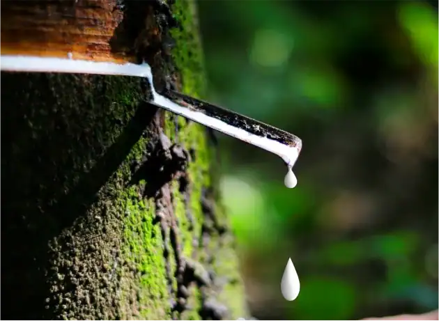 Cepillos Tek, base de caucho natural