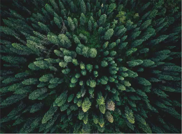 Cepillos Tek, madera de cultivo sostenible